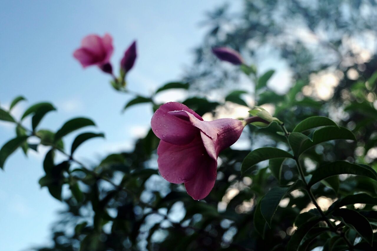 Low angle view of pink canterbury bells blooming on plant