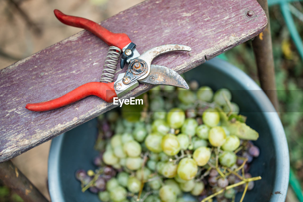 Green grapes in vineyard with vine cutters