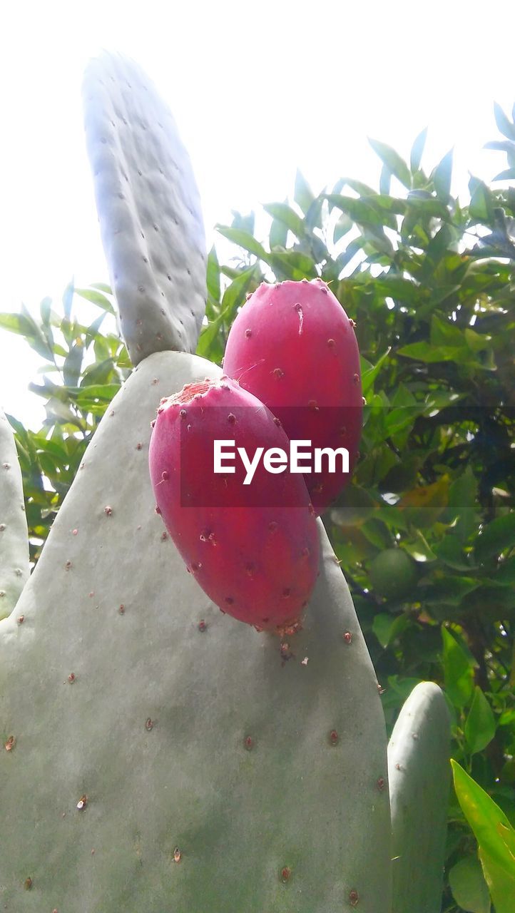 CLOSE-UP OF RED FRUIT