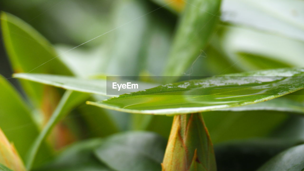 plant, leaf, plant part, green, nature, growth, close-up, grass, flower, beauty in nature, no people, freshness, macro photography, food, water, food and drink, drop, outdoors, environment, wet, tropical climate, vegetable, day, plant stem, agriculture, selective focus, land, focus on foreground, summer