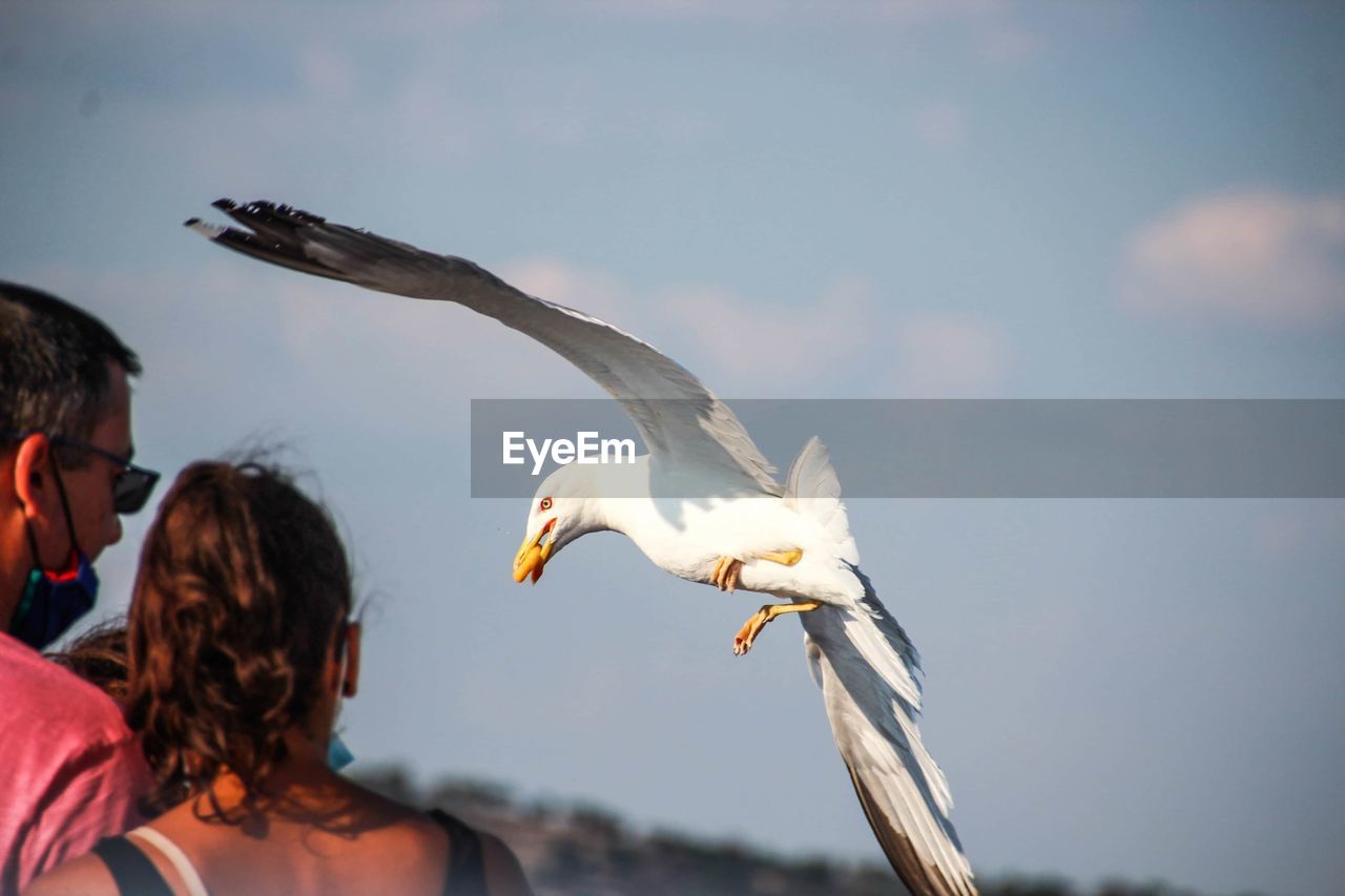 Low angle view of seagulls eating