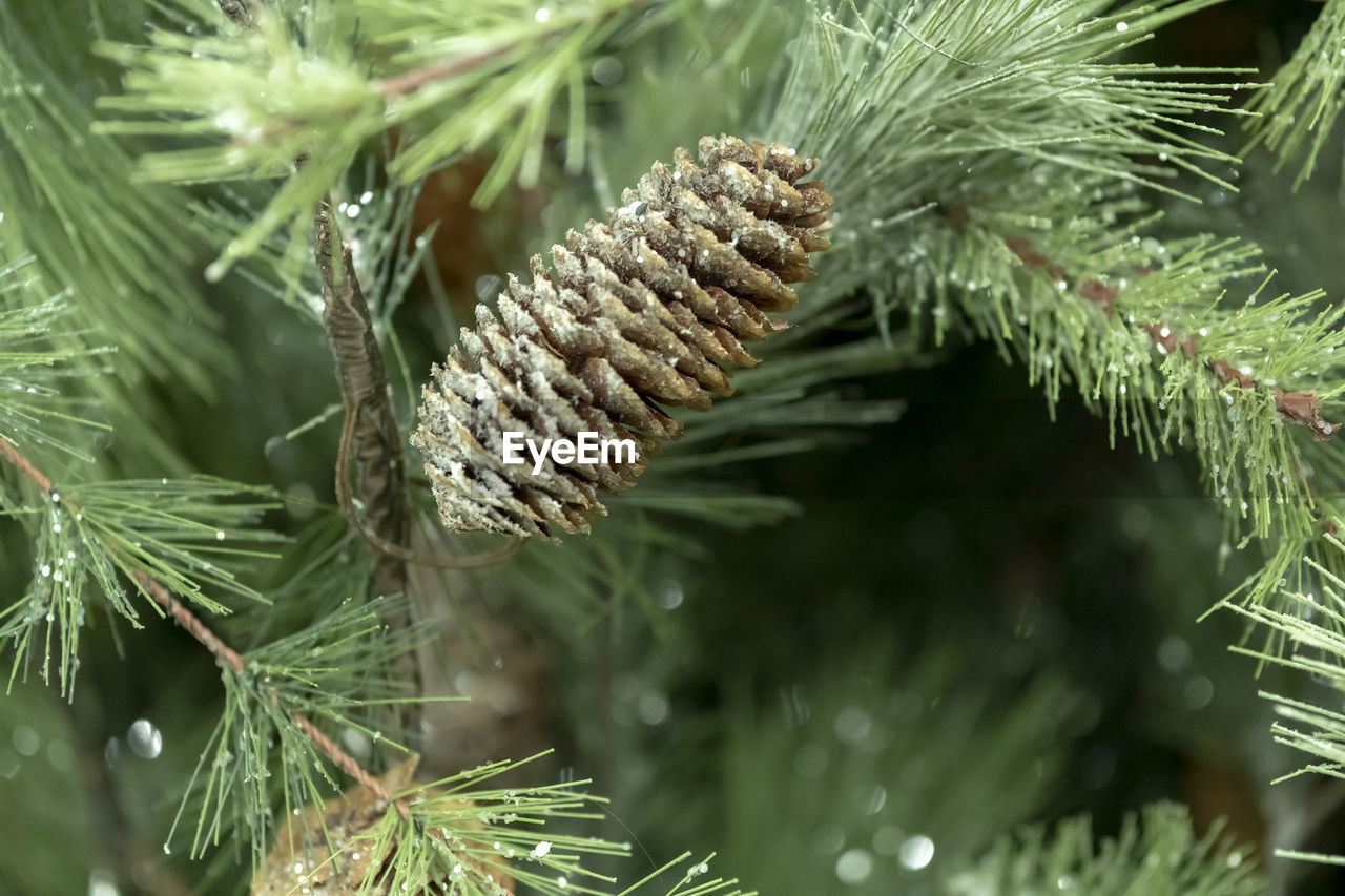 CLOSE-UP OF PINE TREE