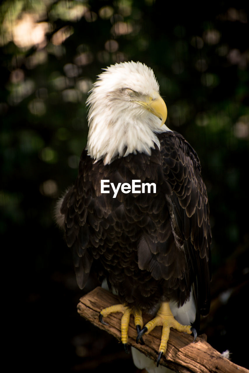 Close-up of bald eagle perched on tree