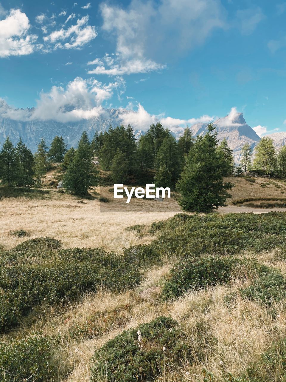 Trees on field against sky