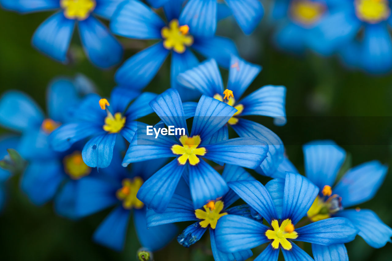 CLOSE-UP OF BLUE FLOWERS