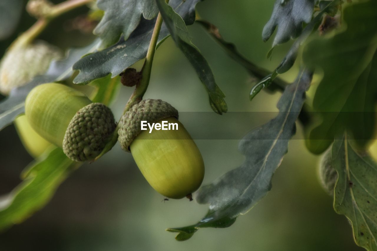 CLOSE-UP OF FRUITS ON TREE