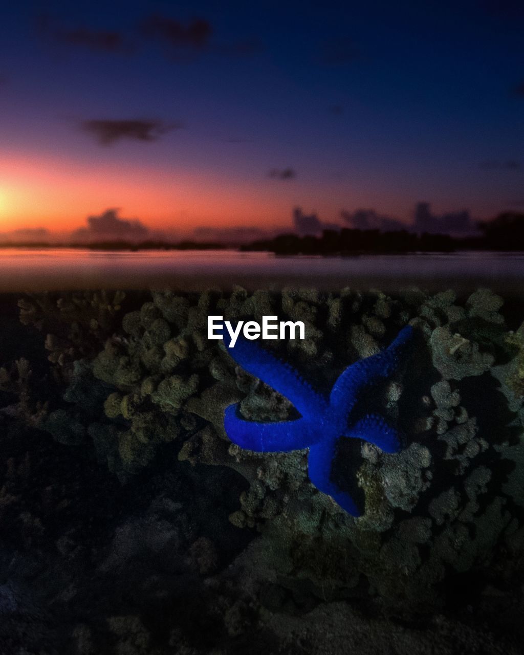 Close-up of starfish in sea at sunset