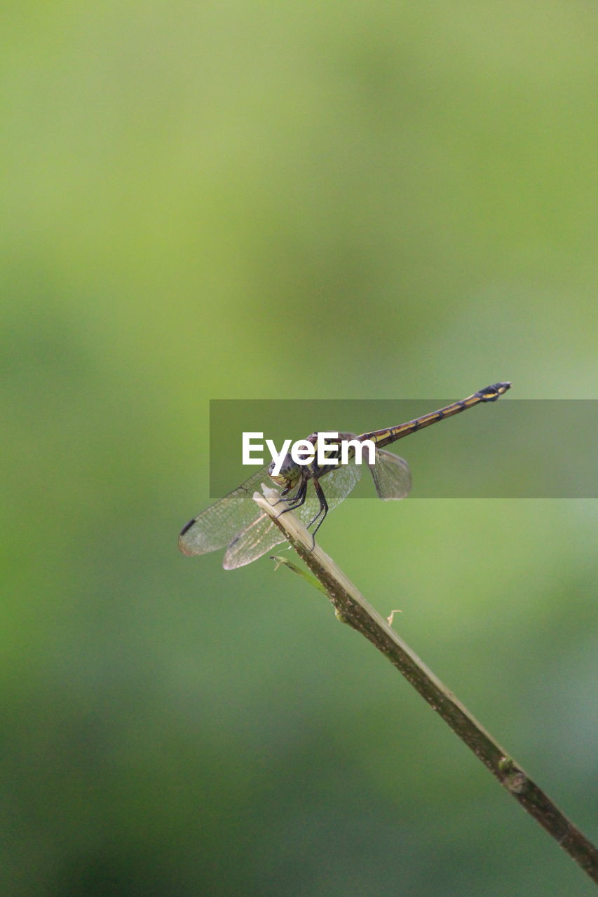 Close-up of dragonfly on twig