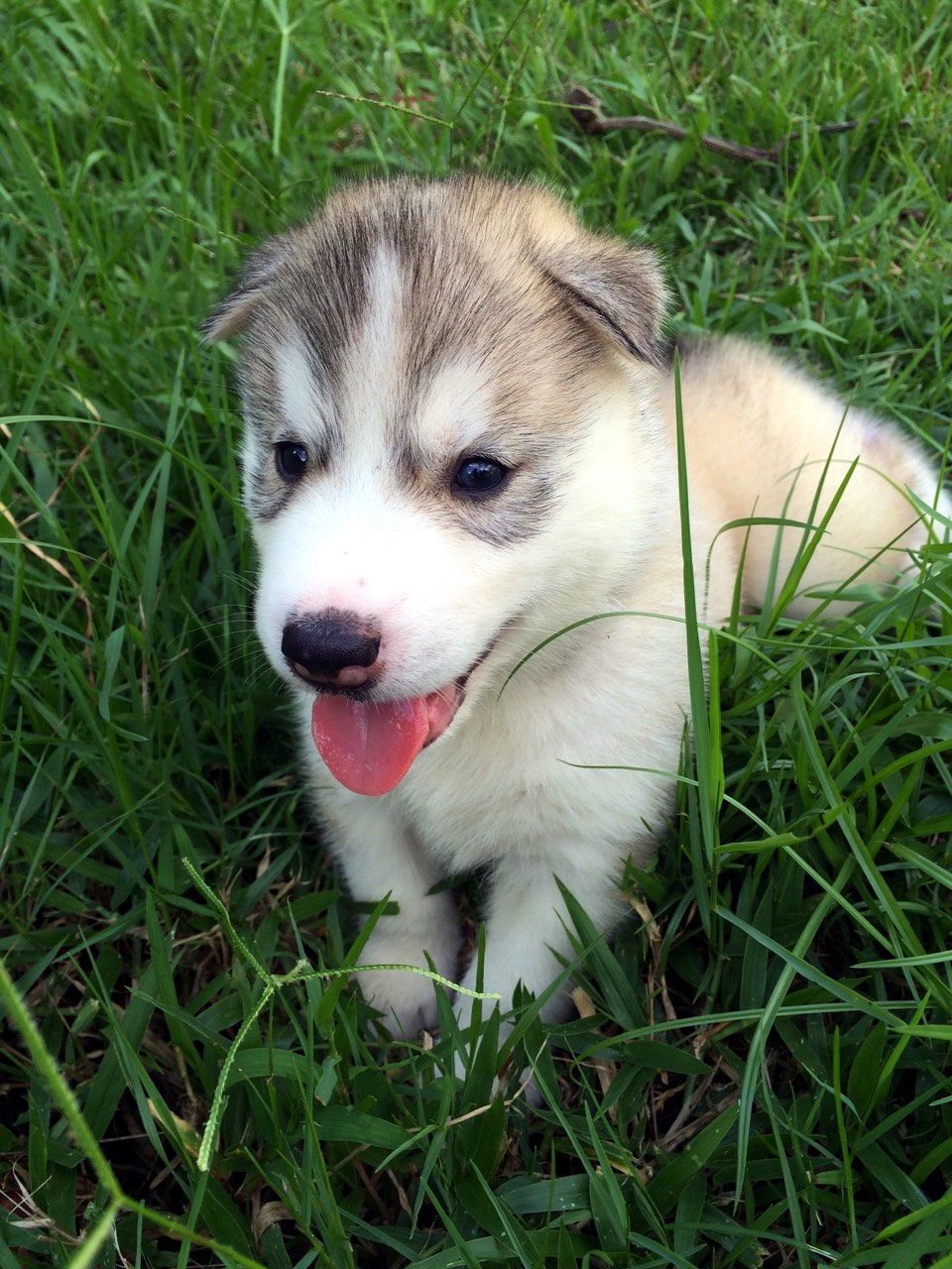 Close-up of cute puppy on grassy field