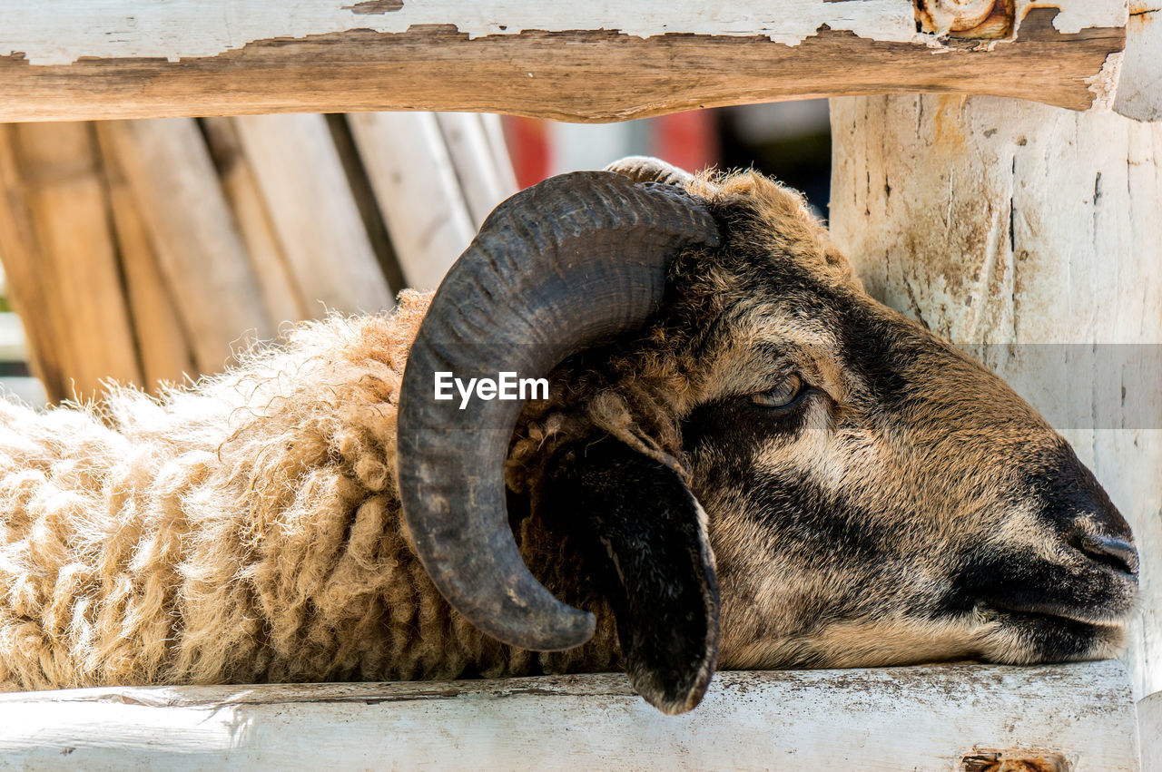 Close-up boring sheep with horns