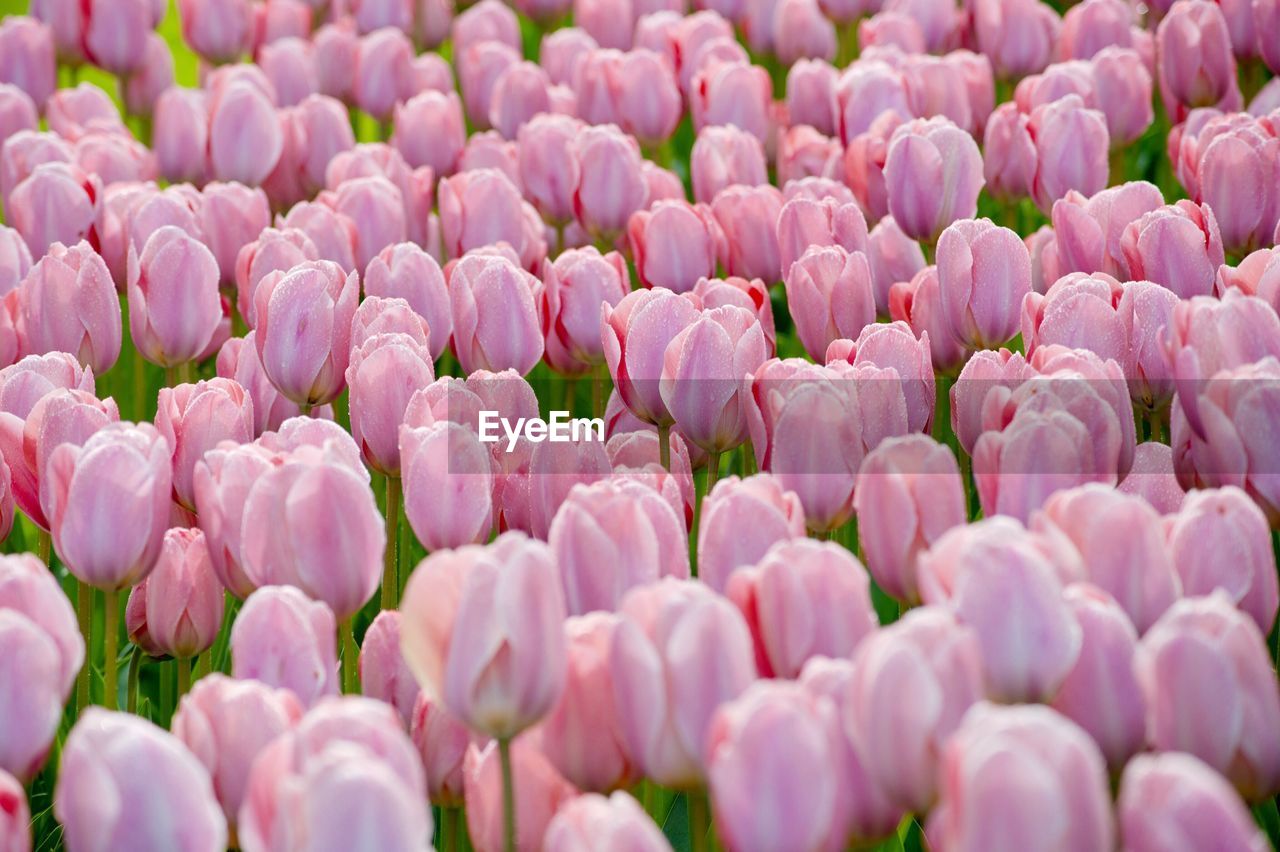 Close-up of pink tulips