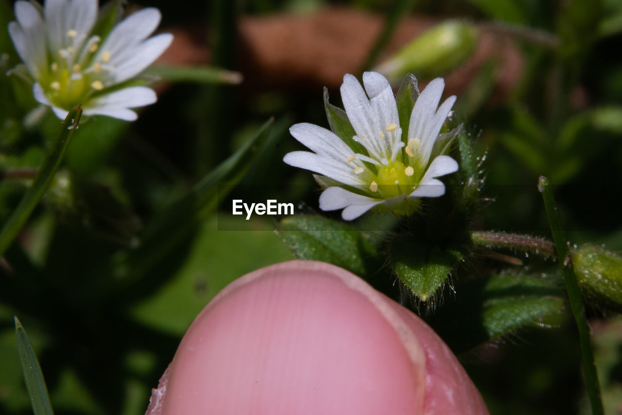 CLOSE-UP OF FLOWERING PLANT