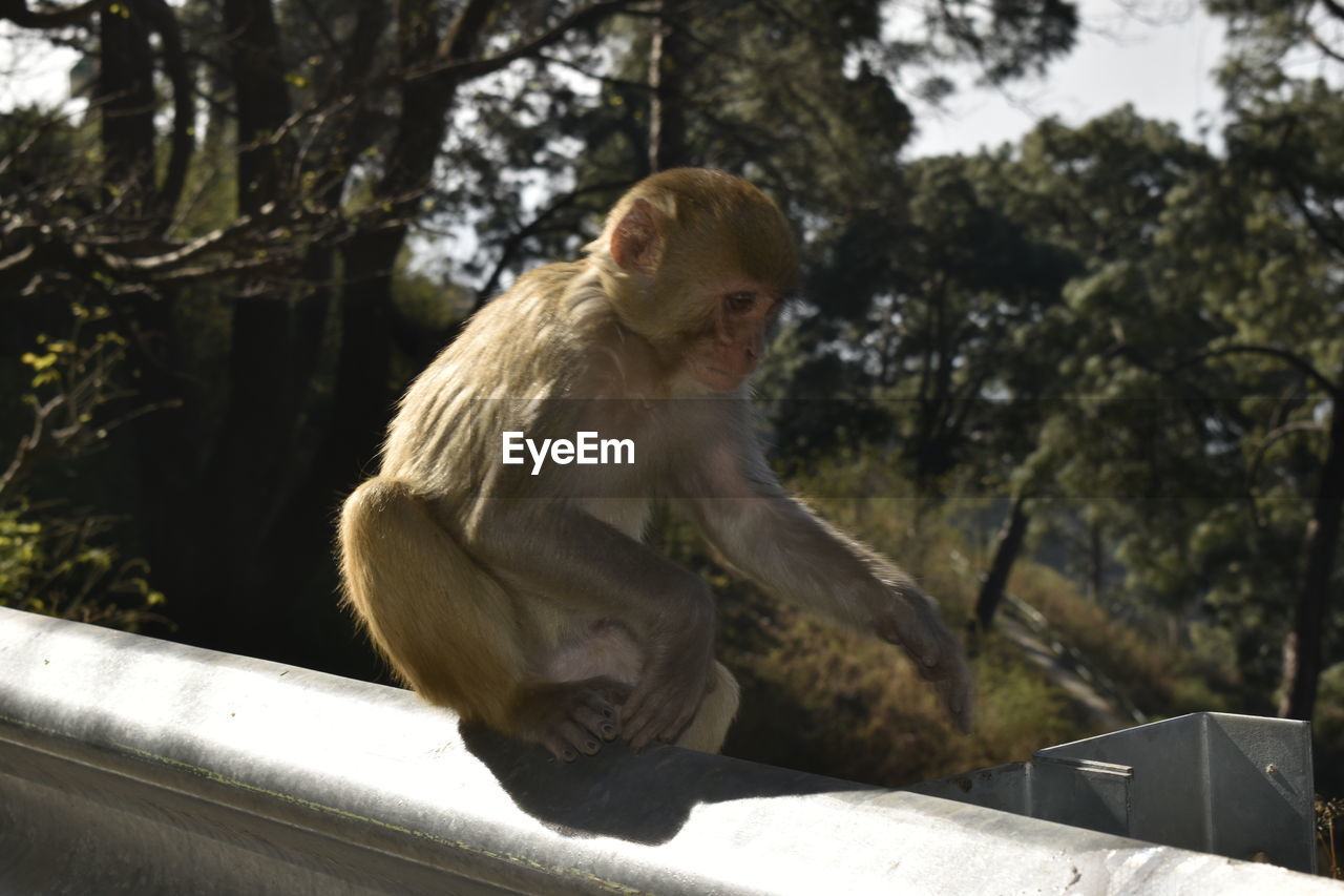 primate, monkey, animal, animal themes, tree, mammal, animal wildlife, sitting, one animal, macaque, wildlife, nature, plant, day, ape, outdoors, looking, zoo, focus on foreground, railing