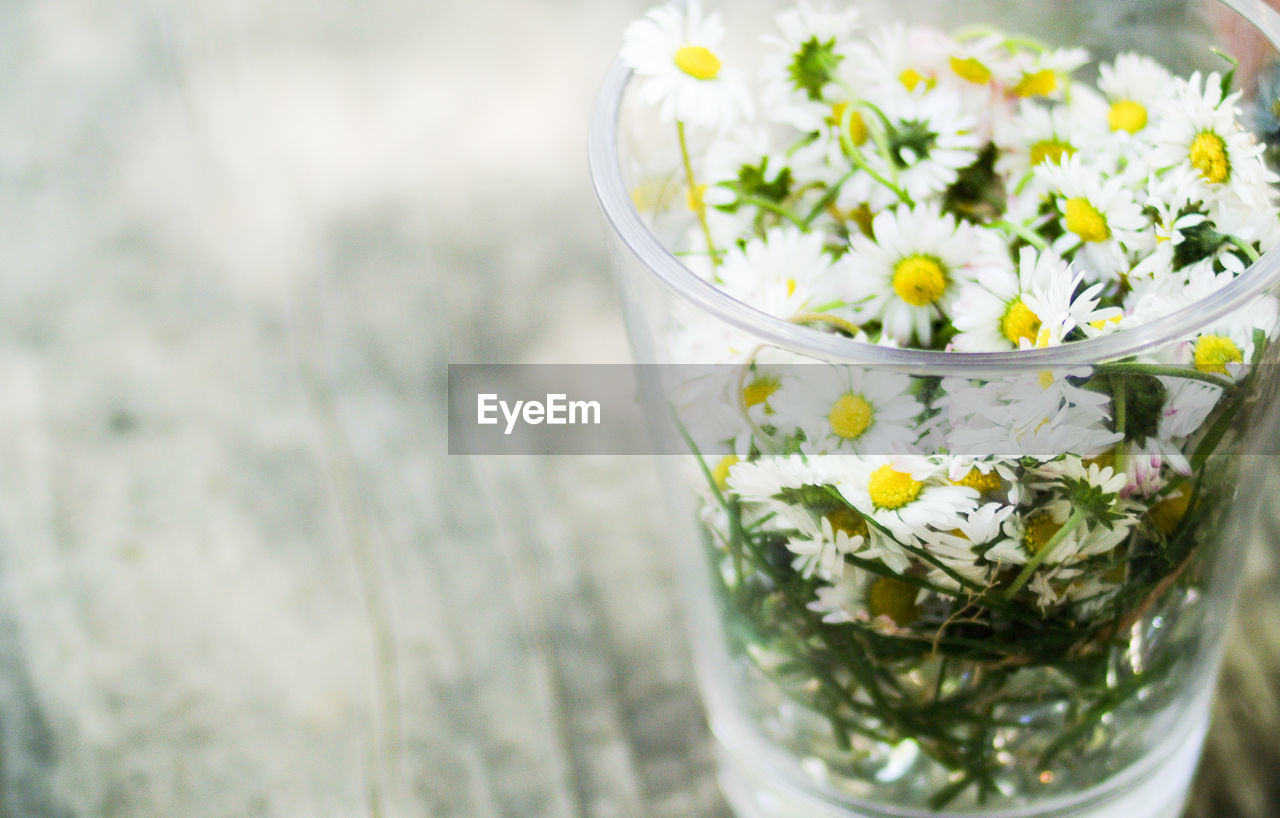 Close-up of flowers in glass