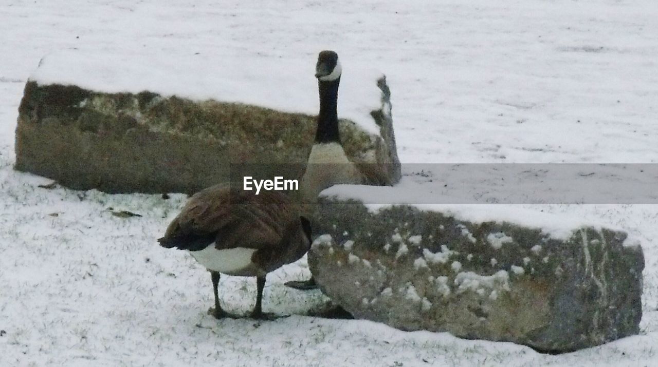 DUCKS ON SNOW FIELD