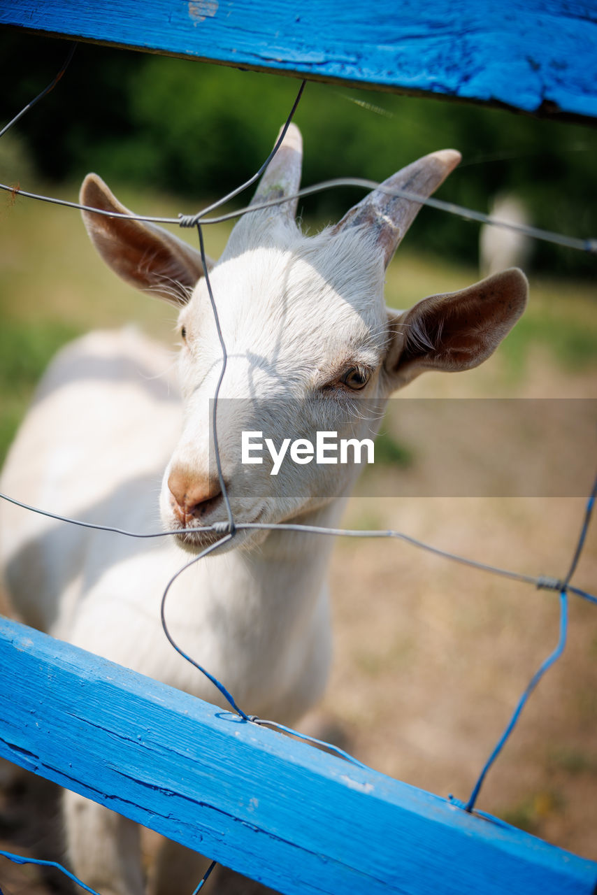 animal themes, animal, mammal, domestic animals, one animal, pet, livestock, fence, animal wildlife, animal body part, nature, no people, agriculture, animal head, focus on foreground, outdoors, portrait, farm, day, blue, close-up