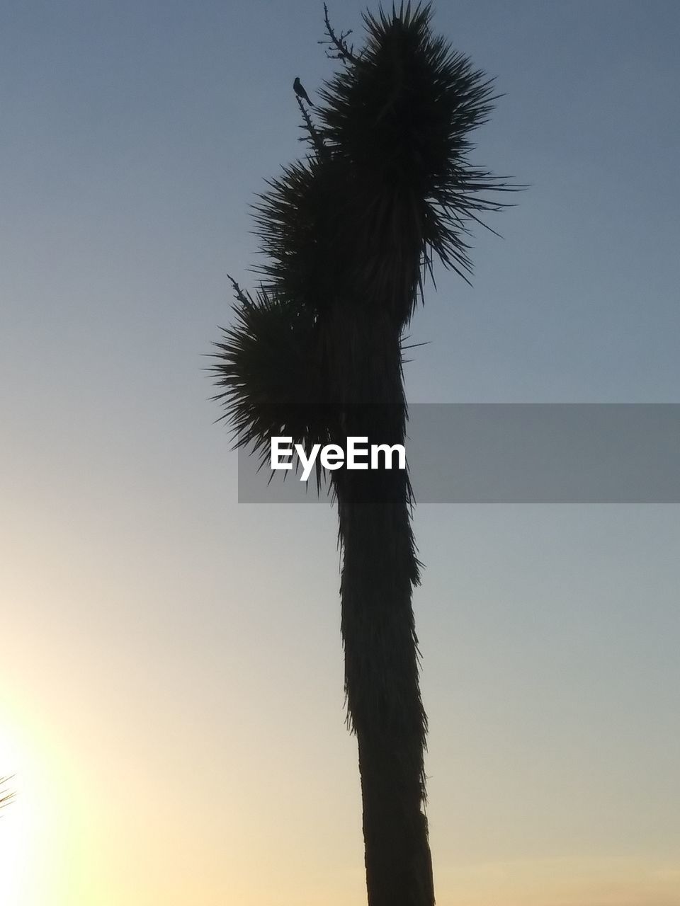 LOW ANGLE VIEW OF PALM TREE AGAINST SKY