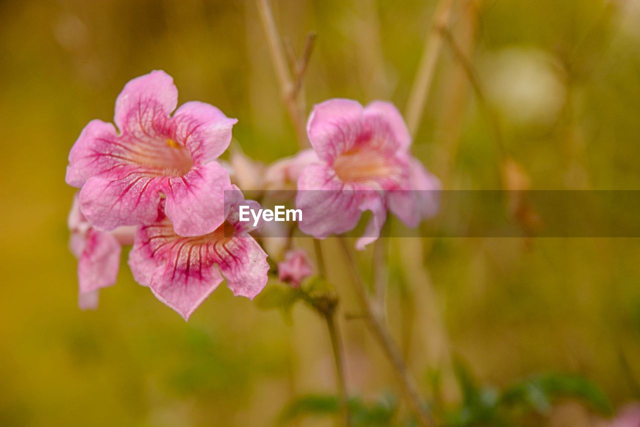 CLOSE-UP OF BEAUTIFUL BLOOMING OUTDOORS