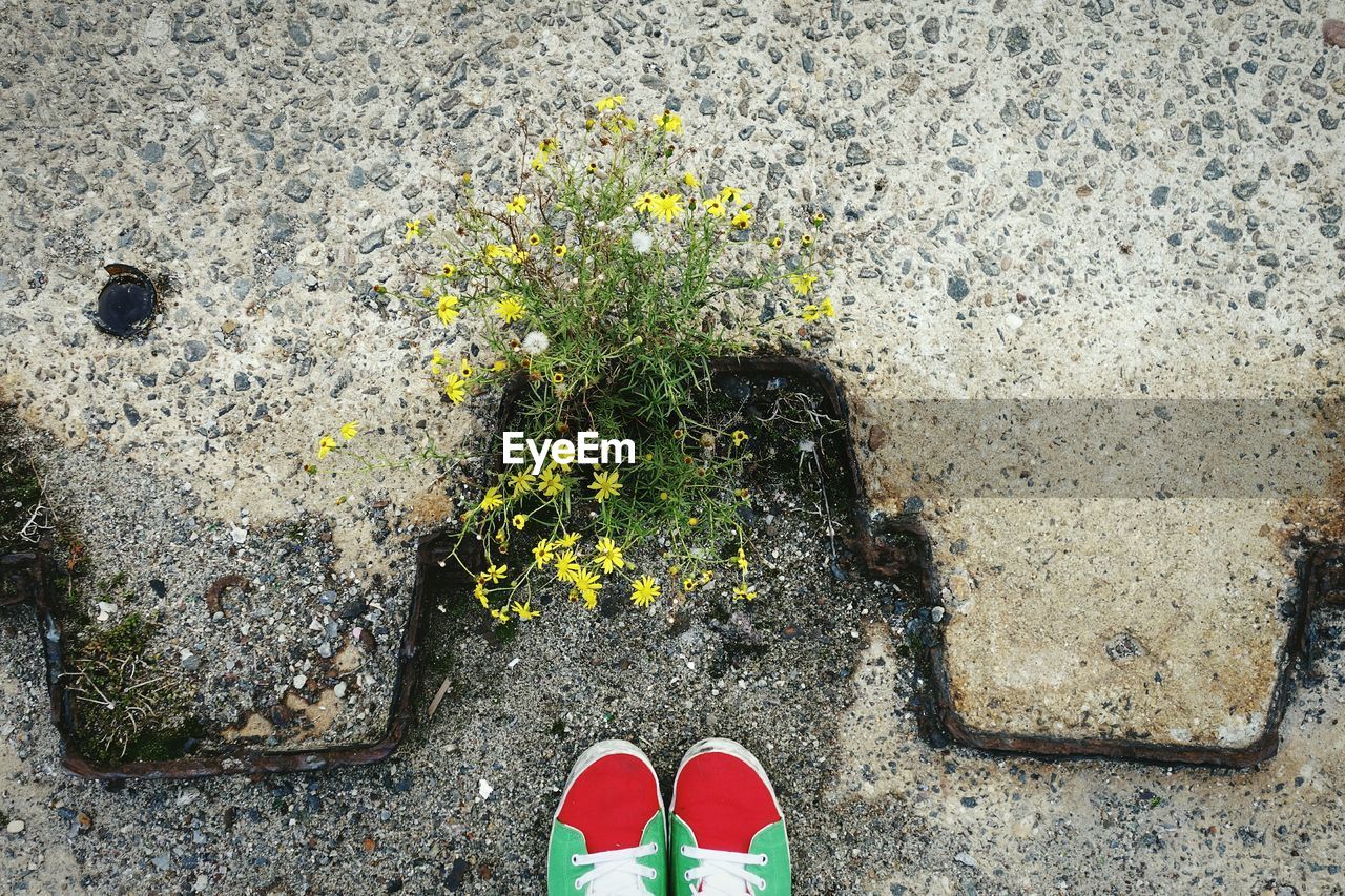 Low section of person standing by plant