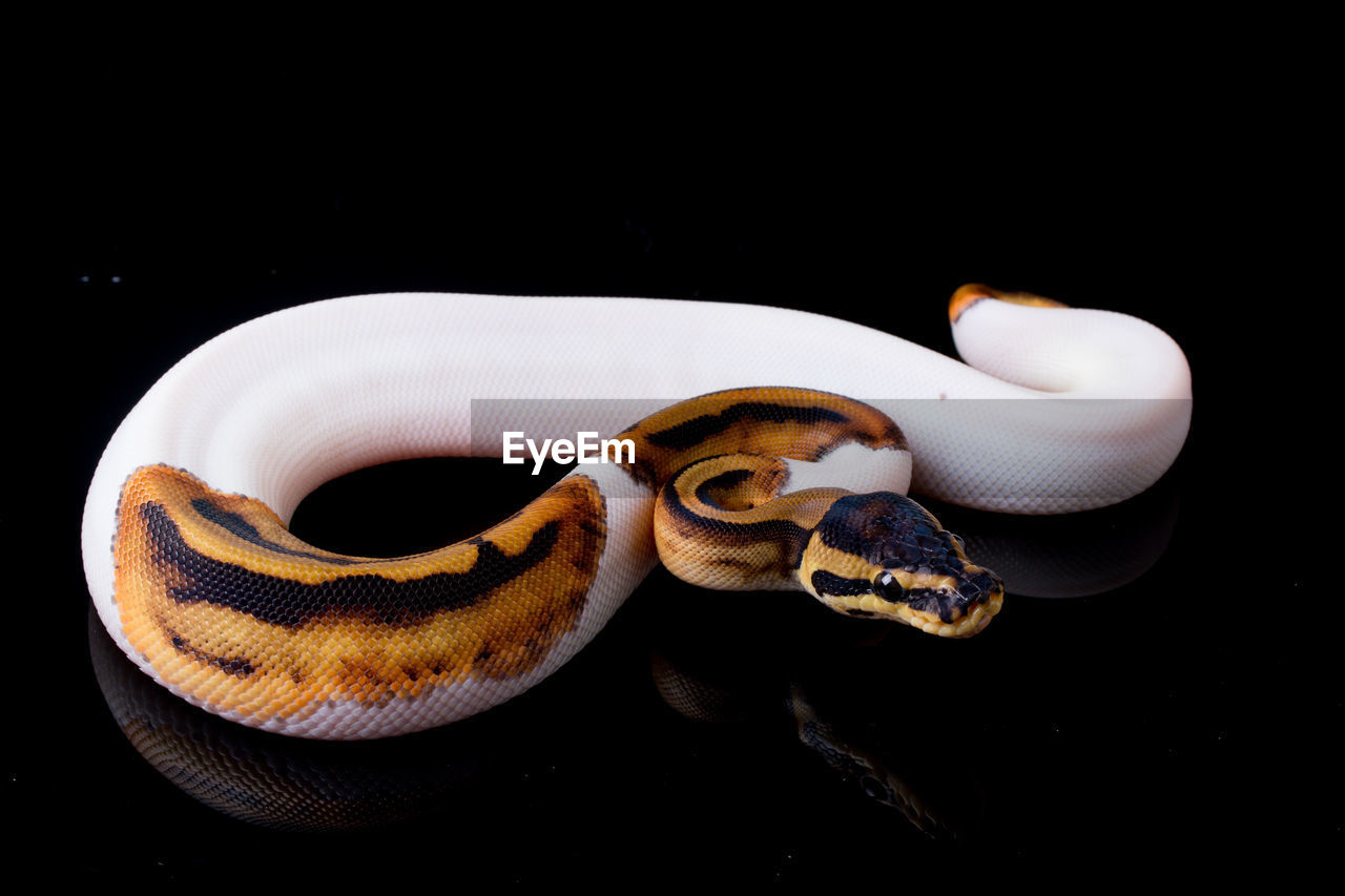Close-up of snake against black background