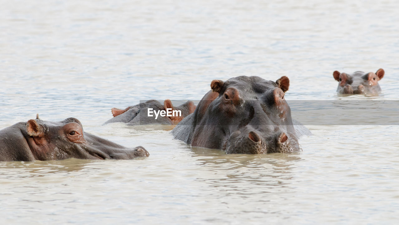 Hippopotamus - hippopotamus amphibius in ngorongoro conservation area