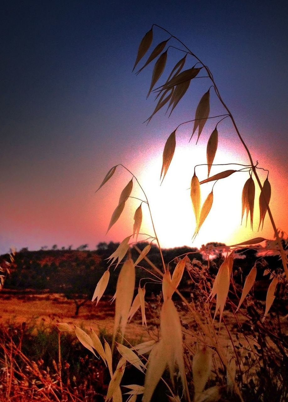 PLANTS ON FIELD AT SUNSET