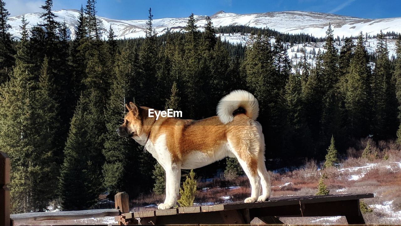 VIEW OF DOG AGAINST TREES