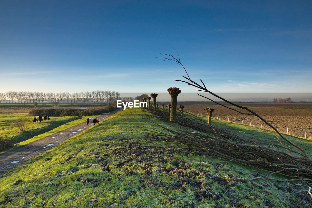 SCENIC VIEW OF VINEYARD AGAINST SKY