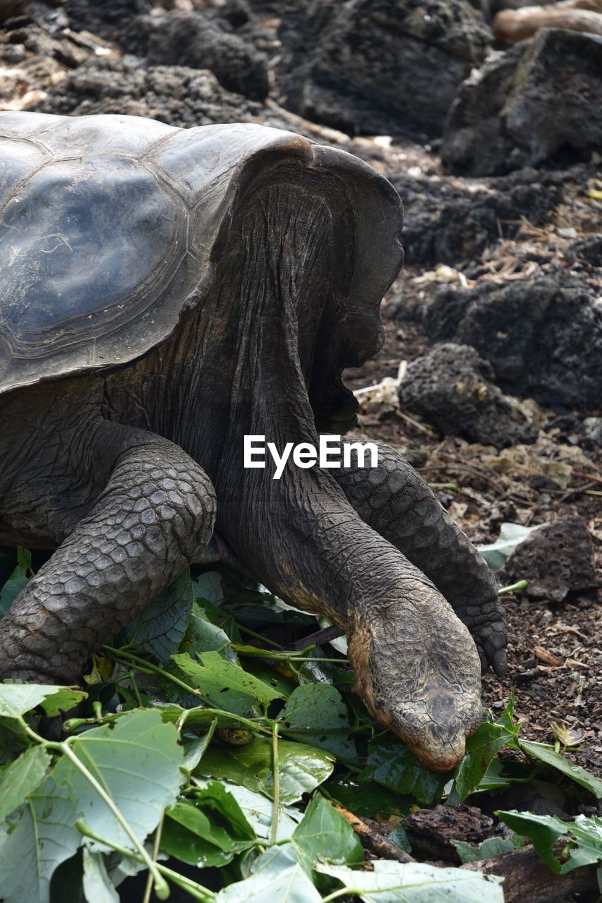animal themes, animal wildlife, animal, reptile, wildlife, one animal, turtle, nature, tortoise, no people, land, plant part, day, outdoors, leaf, plant, animal body part, environment, close-up