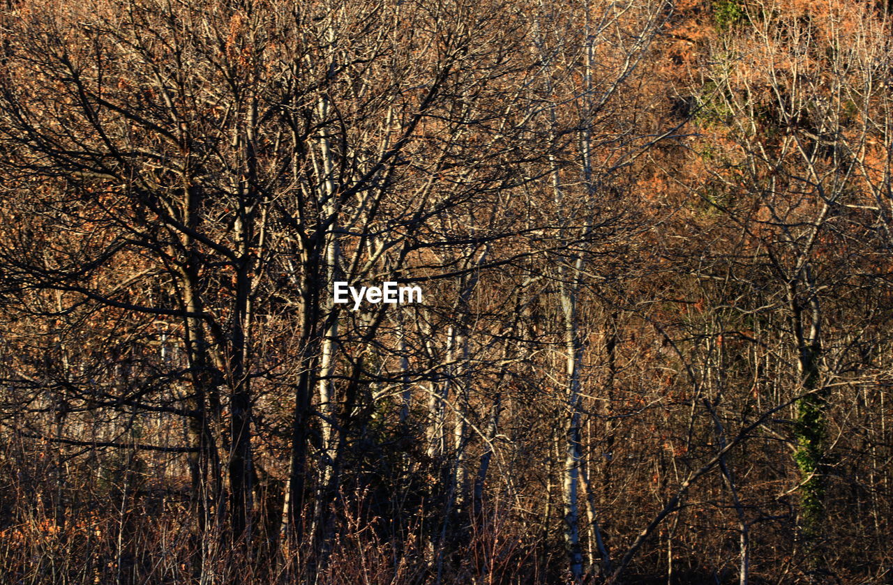 FULL FRAME SHOT OF BARE TREES IN FOREST