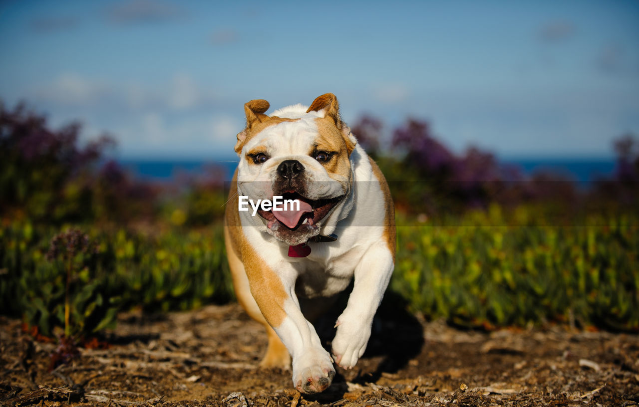 PORTRAIT OF A DOG ON DIRT ROAD