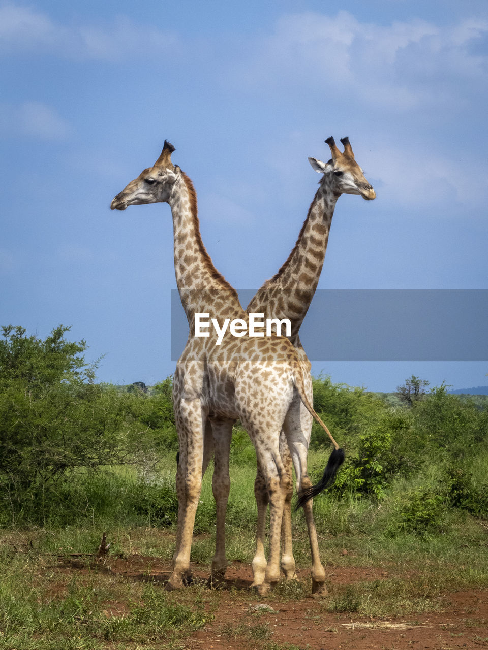 Giraffe standing on field against sky