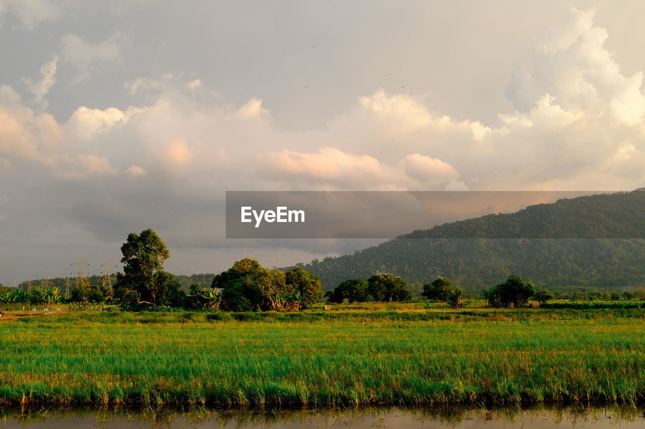 Scenic view of field against sky