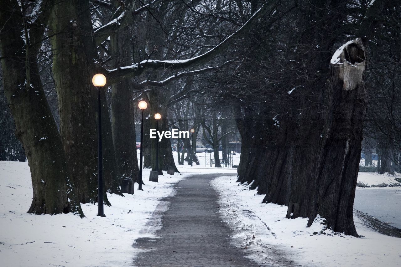 Snow covered trees at night