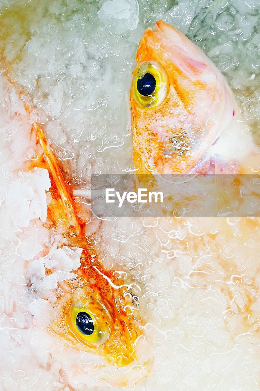 CLOSE-UP OF FISH SWIMMING IN CONTAINER