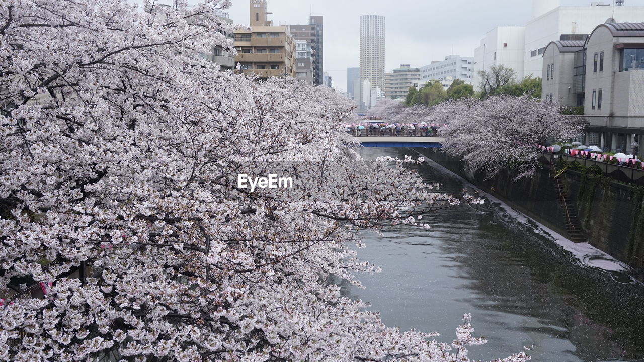 View of canal fullest with blossoming sakura amidst buildings in city