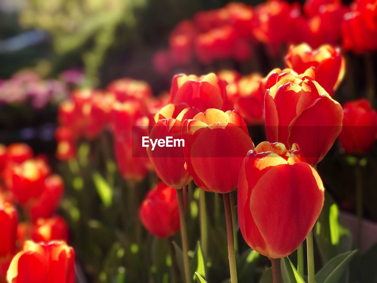 Close-up of red tulips blooming outdoors