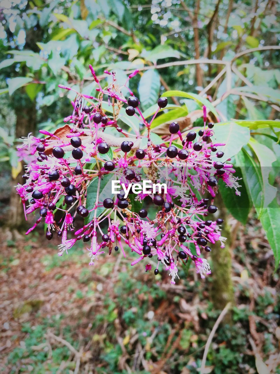 CLOSE-UP OF PURPLE FLOWER PLANT