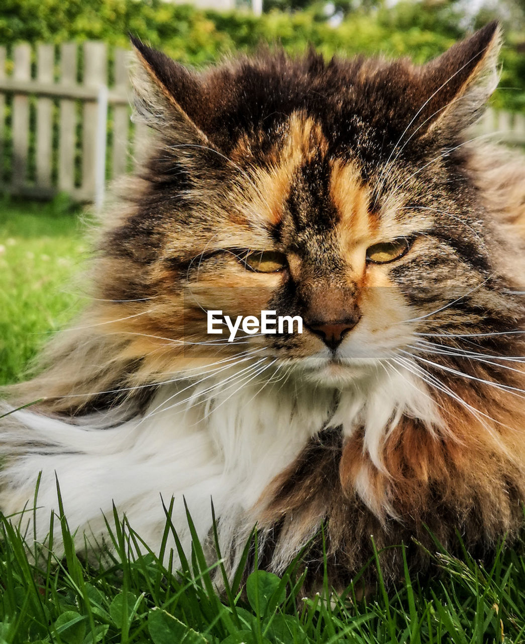 CLOSE-UP OF CAT LOOKING AWAY ON FIELD