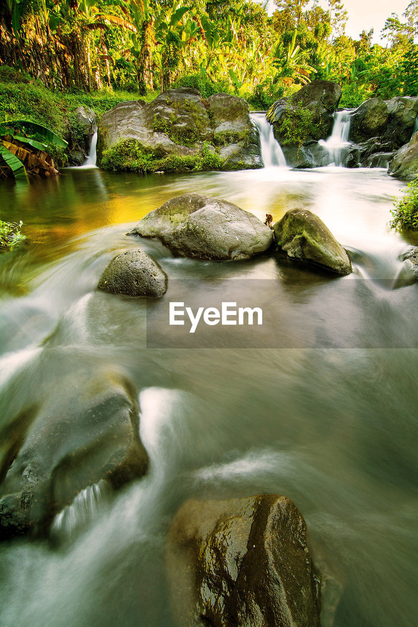 Stream flowing through forest