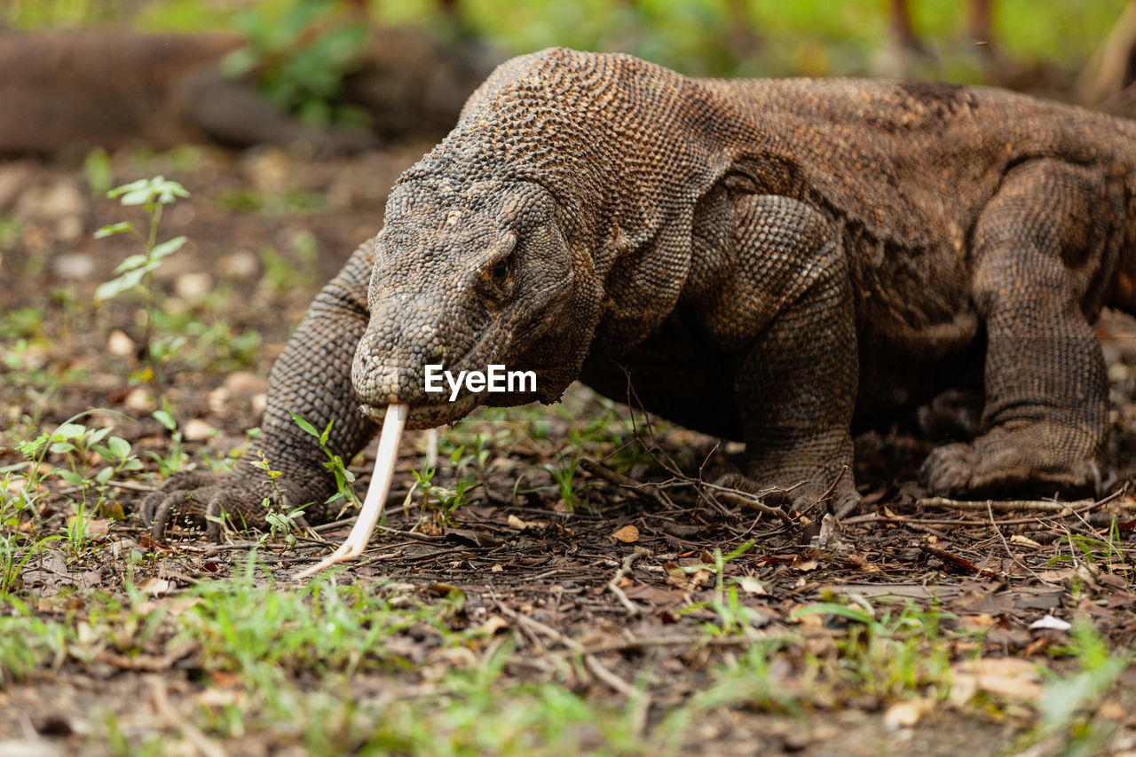 Komodo dragon walking with its forked tongue out