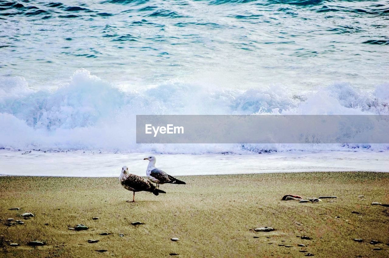 VIEW OF SEAGULL ON BEACH
