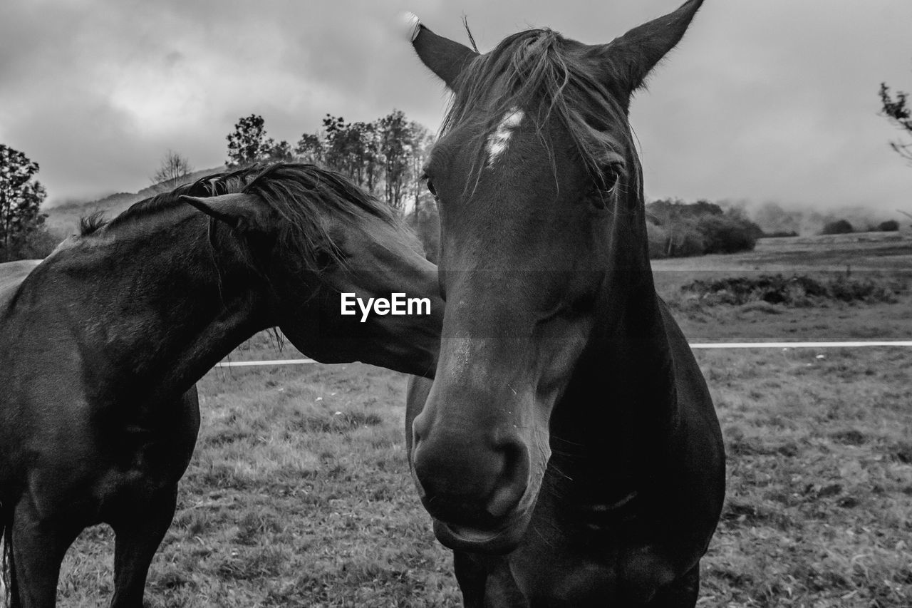 VIEW OF HORSE IN RANCH