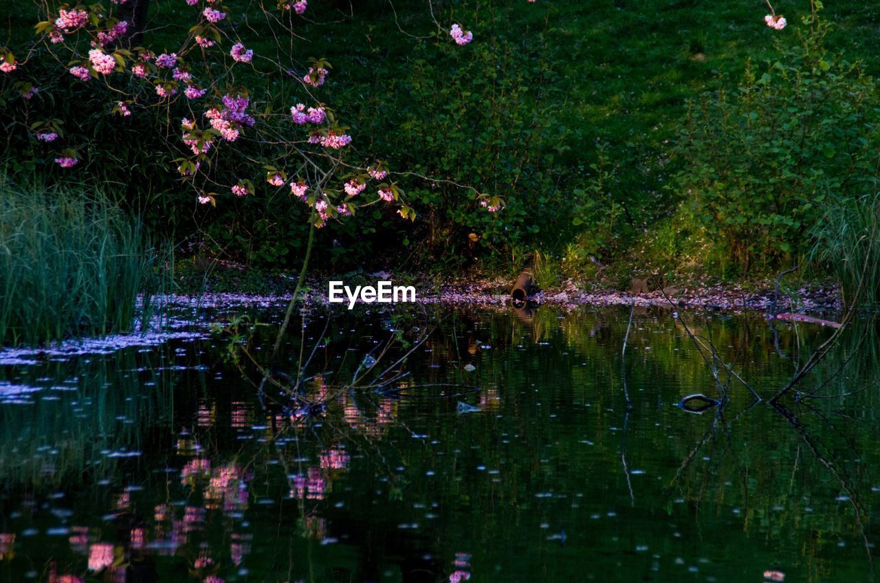 Flowering tree and plants reflecting on calm lake