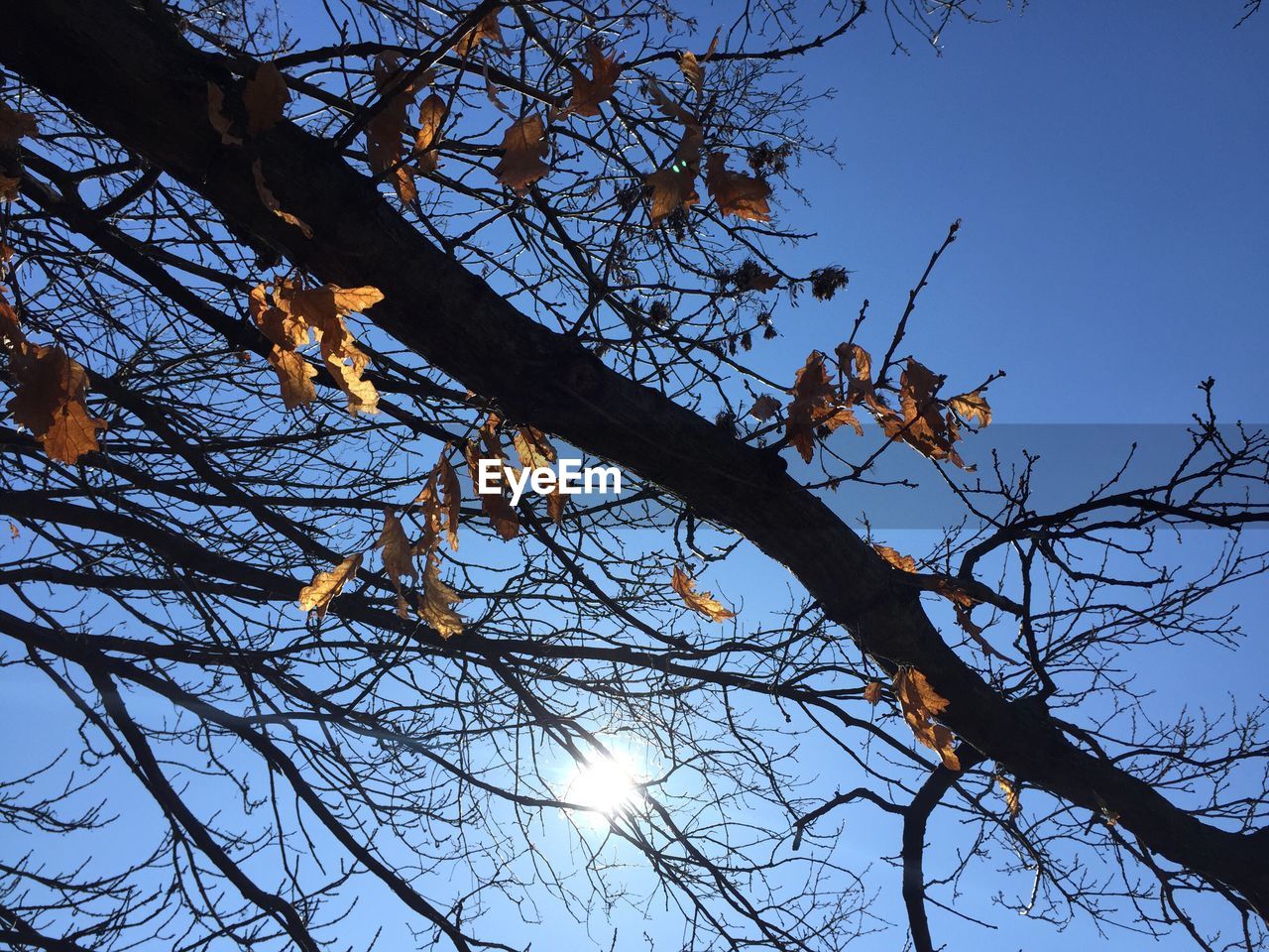 LOW ANGLE VIEW OF TREES AGAINST SKY