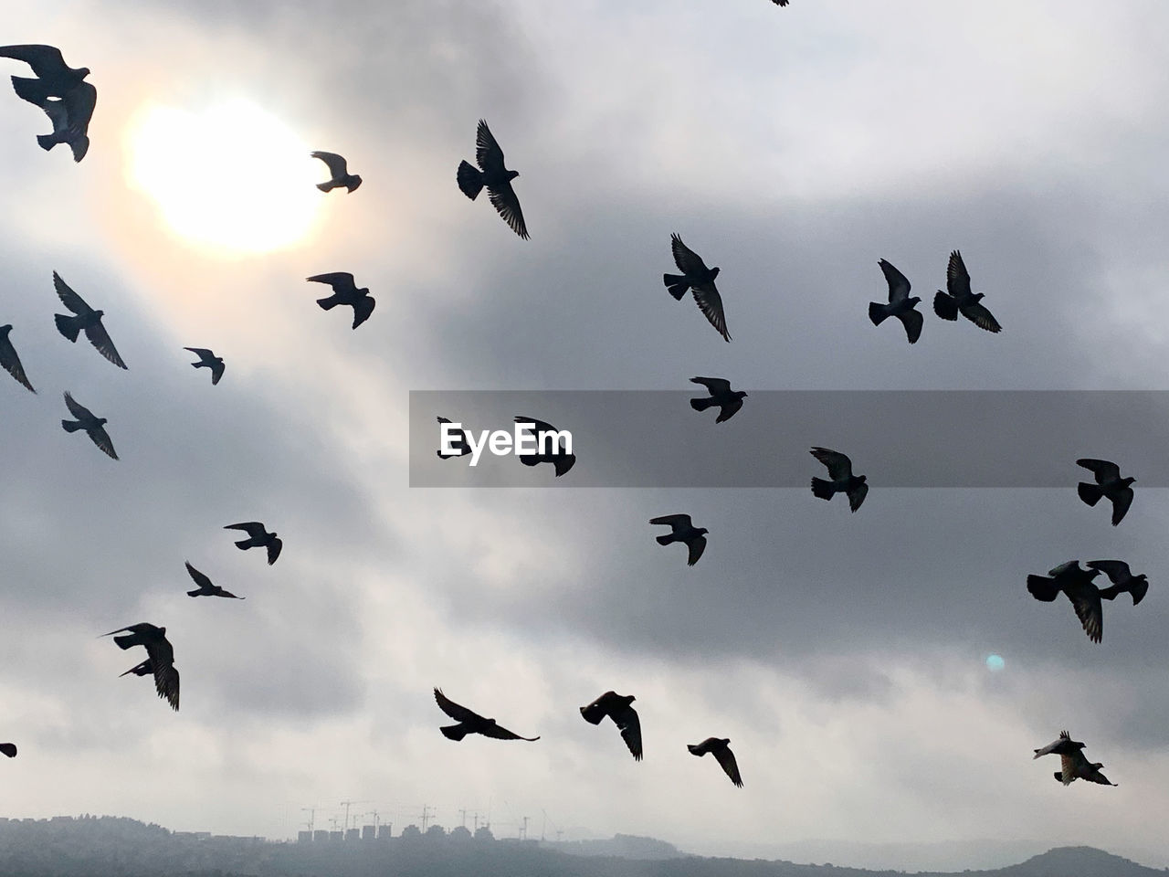 animal themes, animal, bird, wildlife, animal wildlife, flying, flock, large group of animals, group of animals, sky, cloud, flock of birds, bird migration, animal migration, mid-air, nature, no people, silhouette, low angle view, motion, beauty in nature, outdoors, animal body part, spread wings