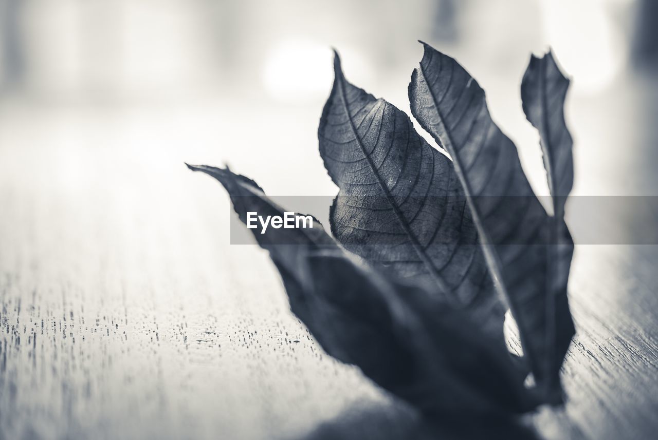 CLOSE-UP OF DRIED LEAVES ON WOOD