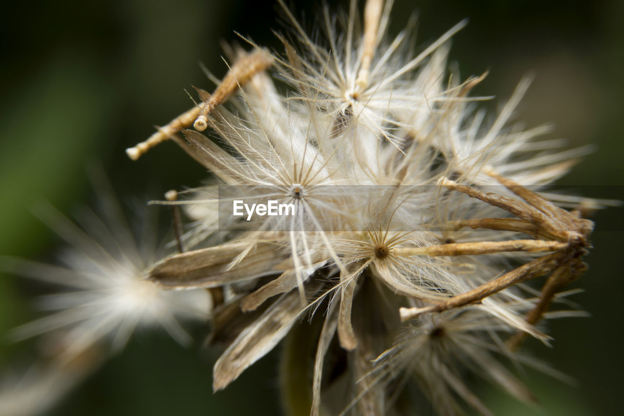 CLOSE-UP OF DANDELIONS