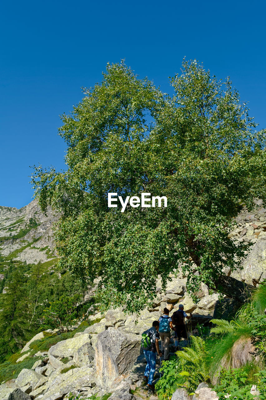 PEOPLE BY TREES AGAINST BLUE SKY