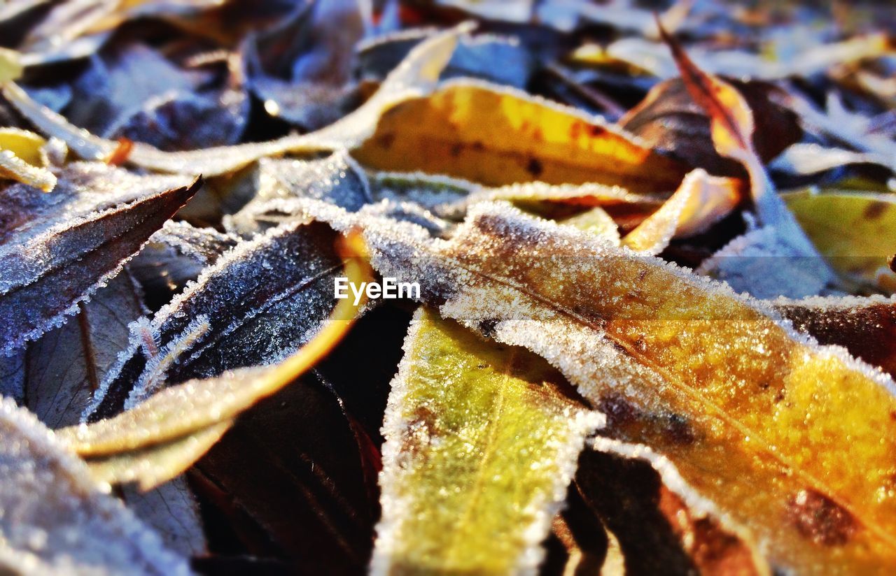 CLOSE-UP OF LEAVES AGAINST BLURRED BACKGROUND